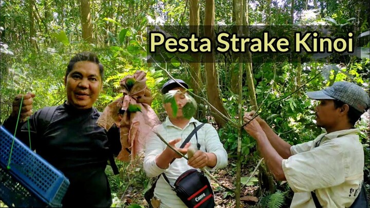 KETEMU KOLONI KINOI DAPAT BANYAK.