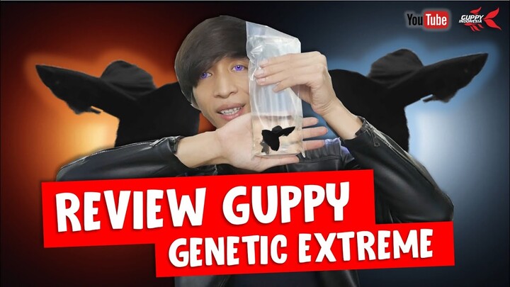 GUPPY GENETIC EXTREME DIBURU KOLEKTOR