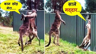 इन जानवरोके पंगे देखकर आपके भी होश उड़ जायेंगे | Latest Funny Animals Caught On Camera Part -105