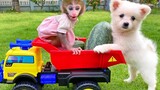 Baby monkey Bon Bon harvests watermelons with puppy in his garden & So Yummy Fruits