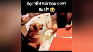 Kêu thêm mấy đứa husky ra đây anh chấp hết 😂thucung yeudongvat animals pet dog foryou fyp thucungvuinhon dongvathaihuoc