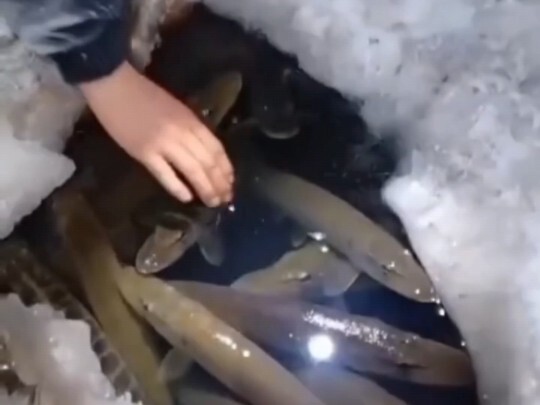 Menangkap ikan adalah kebohonganmu