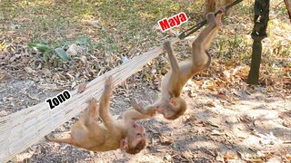 Baby Monkey Zono Happy Playing With Princes Maya In Hammock In Front The House