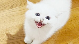 The kitten begging for a snack as a reward for nail clippers is cute