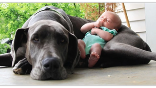 Big Dogs Playing with Babies Compilation 2015 วิดีโอ HD ใหม่