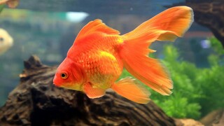 8 Tips Memelihara ikan mas koki di aquarium