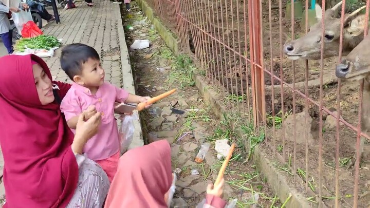 DUNIA BINATANG | KASIH MAKAN RUSA, ASIK DAN SERU #duniabinatang