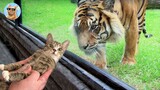Cat Vs Tiger - Funny Animals Reaction - Furry Gang