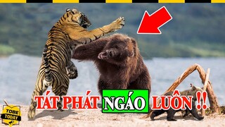 🔴 Rợn Tóc Gáy Với Những Trận Đại Chiến Kinh Hoàng Của Hổ Trong Thế Giới Muôn Loài