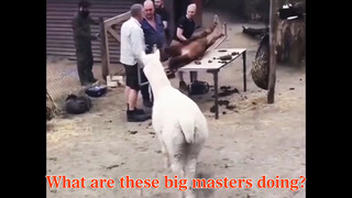 "Animal". Dangerous behaviors of animals.