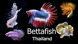 Betta Fish Thailand มหัศจรรย์ปลากัดไทยที่โคราชกับงานเจ้าสมุทร สไตล์korattv