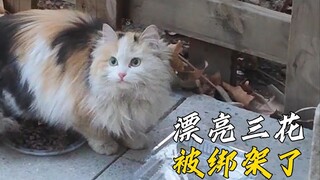 流浪的三花猫因为长得太漂亮，路过小姐姐的院子时被她惦记上了