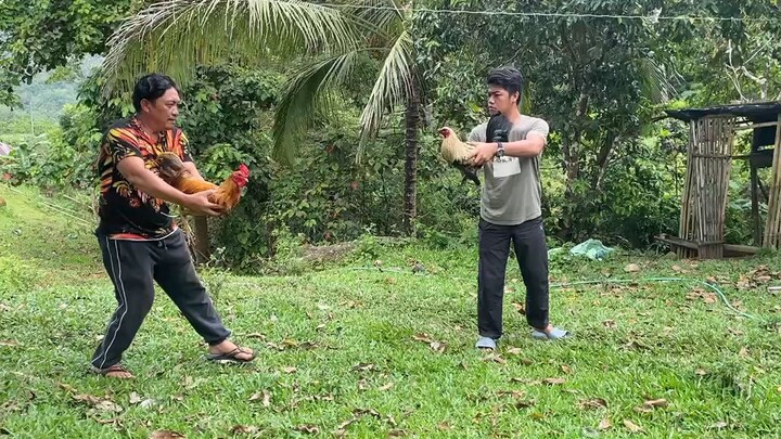 patani x hatchgrey patani is a native chicken
