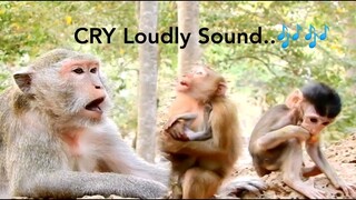 OMG Mum Monkey Cry Very Loudly, What is Happening With Monkey?, Baby Monkey Cry Scaring Very Much