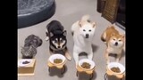 Adorable and Funny Dogs
