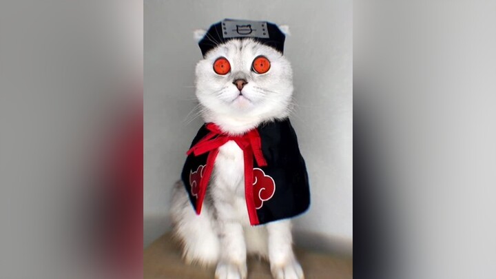 cat#naruto#sharingan