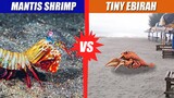 Mantis Shrimp vs Tiny Ebirah | SPORE