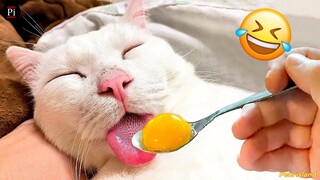 Funny Animal Videos 2024 😅 - Funniest Dogs and Cats Videos 😁