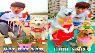 Thú Cưng TV | Dương KC Pets | Gia Đình Gâu Đần #18 | Chó Golden thông minh vui nhộn | funny cute dog