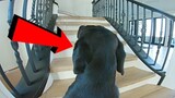 Leaving My Labrador Home Alone With A GoPro...