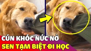 Chú chó 'KHÓC NỨC NỞ' khi cô chủ 'TẠM BIỆT' mình đi học vì không nỡ rời xa | Gâu Đần