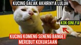 Kuasa Tuhan Kucing Galak Bisa Di Takhlukan | Dan Kucing Komeng Jadi Raja..!
