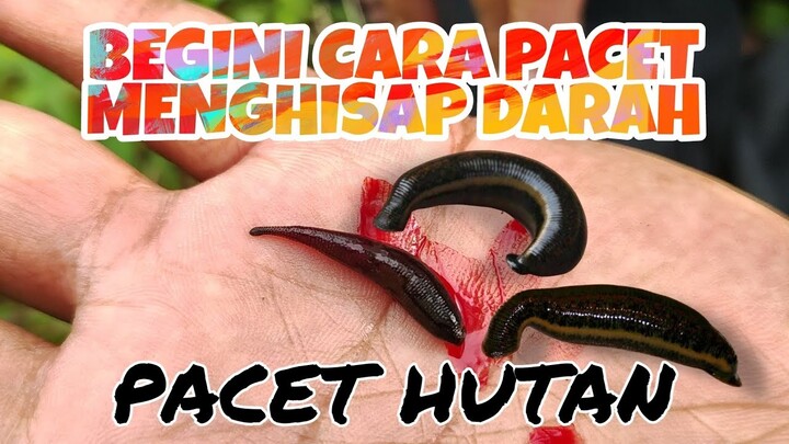 Begini cara pacet hutan menghisap darah 😬