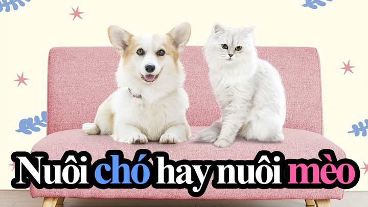 Nuôi Chó hay nuôi Mèo? | KOREA PET SHOW 2020