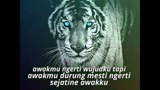 Kumpulan kata kata macan putih👹 Story wa kidung wahyu,,,,,