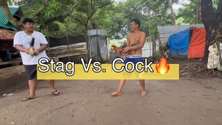 Stag Vs Cock ( Sparring) 🔥