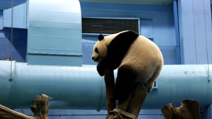 ในระหว่างการฝึกซ้อมดับเพลิงใน Panda Pavilion แพนด้าตกใจจนวิ่งไปมา