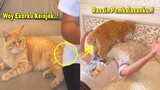 Ekornya Diinjak Majikan, Si Kucing Oren Bales Dendam Sampe Majikan Pingsan ~ Video Kucing Lucu