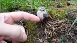 Chú chim nhỏ biết thơm người, đáng yêu quá!