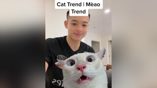 Cat Trend / Mèao Trend mèo cats