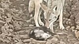 Opossum langsung berpura-pura mati saat bertemu dengan seekor coyote, namun apa yang dilakukan coyot