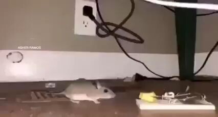Rat
