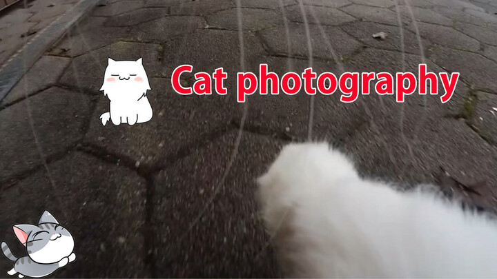 Đội Camera Cho Mèo, Thấy Được Vẻ Mặt Hùng Hổ Của Cô Ấy...