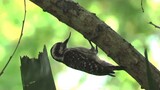 Tool using WOODPECKER? It uses twig instead of beak while pecking at tree trunk