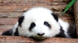 [Panda] Saat Dibangunkan oleh Keimutan Panda He Hua
