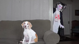 Dog vs Vampire Prank สุนัขตลก Maymo