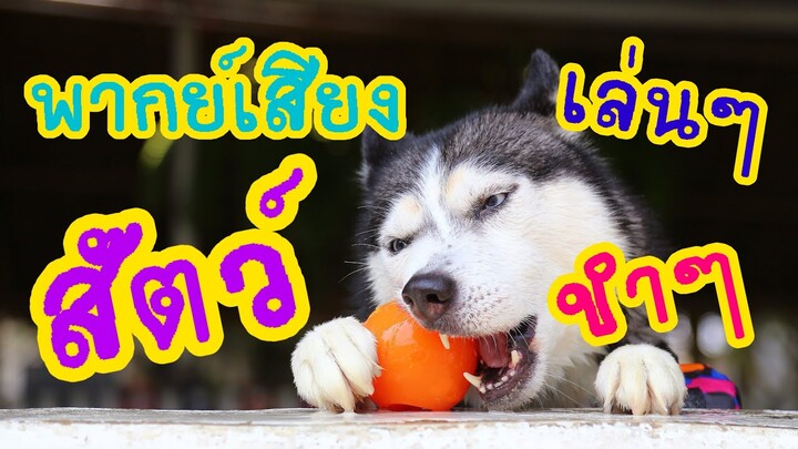 คลิปสัตว์พูด ตลกๆขำๆฮาๆ!!สัตว์เลี้ยง สัตว์โลก(พากย์เสียง)  Funny animal voiceovers