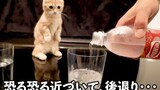 [Động vật] Phản ứng của chú mèo con khi lần đầu thấy nước có gas?