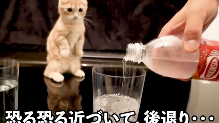 【Animal Circle】Must watch! Kitten's first reaction to sparkling water.