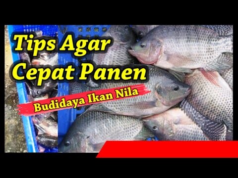 Tips Agar Cepat Panen Ikan Nila dan Berapa Lama Ikan Nila Panen?
