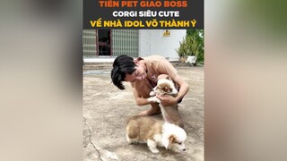 Đưa bé Corgi về cho idol Tiktok Võ Thành Ý