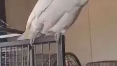 When the bird is more hardcore than the original💪