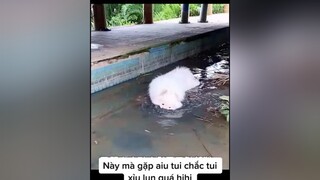 troei ơi chăc xỉu lunxuhuong cute fypシ fyp alaska Hotrend chó_cưng TikTokFashUP NhacHayMoiNgay