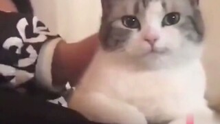 Kucing: Wanita Kalah Jauh Dariku