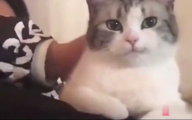 Kucing: Wanita Kalah Jauh Dariku