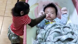 Saat Monyet Berumur 2 Tahun Bertemu Bayi yang Sedang Tidur